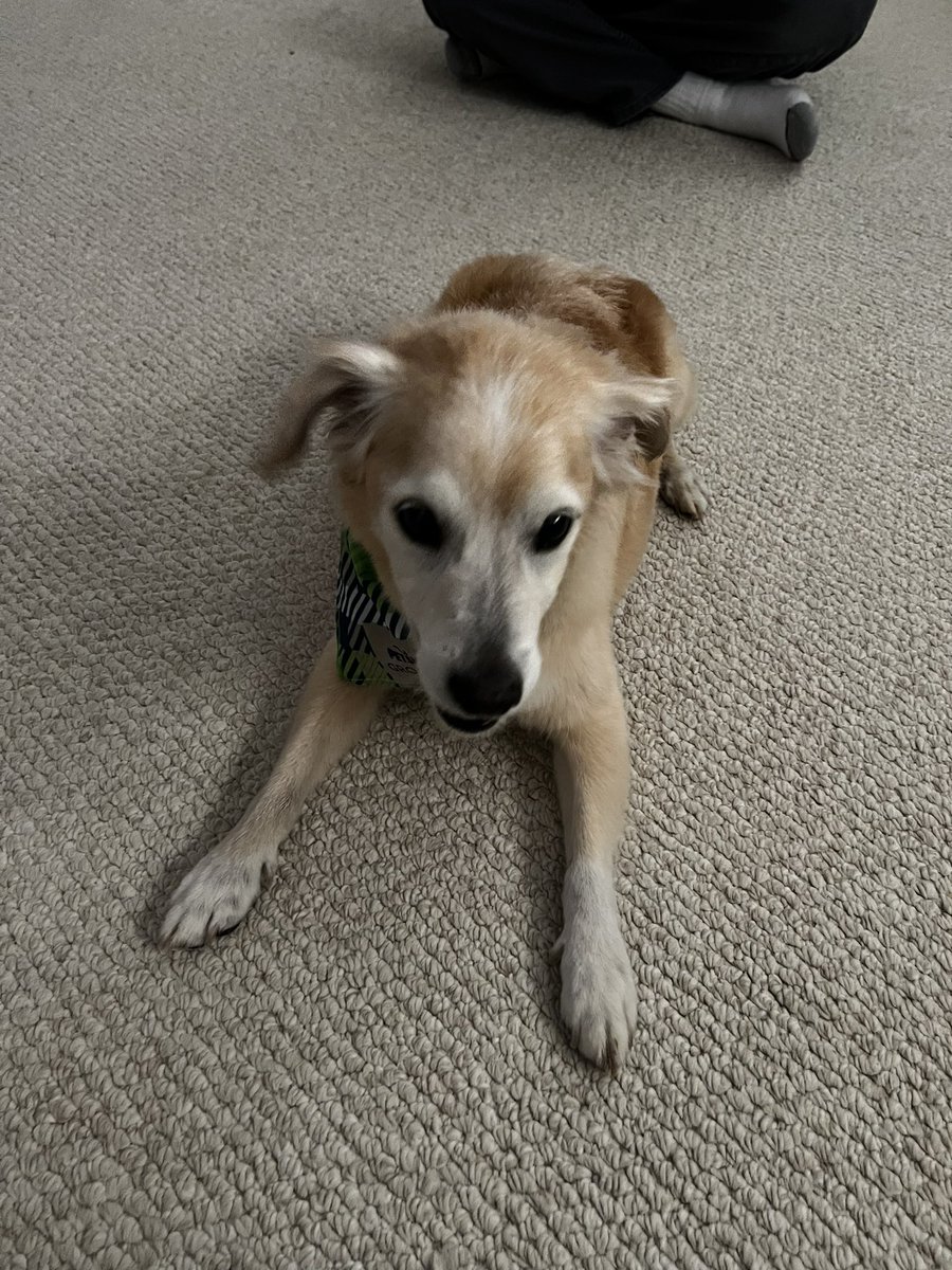 lisam695's tweet photo. #petsofCALM #LibCALM Our guy Buddy 🐶 https://t.co/GnuuFWMux2