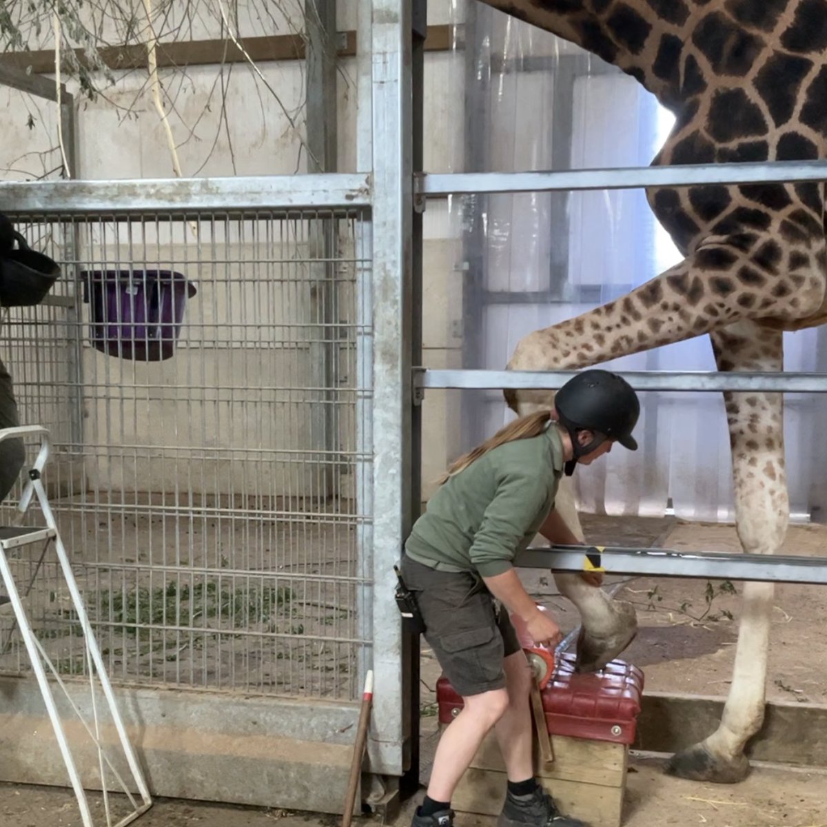 Yorkshire Wildlife Park 🦁 on Twitter "Animal welfare is our top