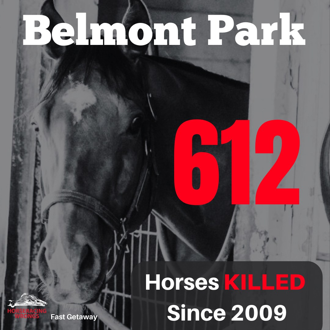 With the #BelmontStakes tomorrow, Consider This: 612 Horses Killed at @ Belmont Park Since 2009. 💔That's an average of 45 each year 🚫🏇
#HorseracingKillsHorses
It's time to end this cruelty for good. #Endhorseracing
🚫Don't Watch.
🚫Don't Bet.
🚫Don't Attend.