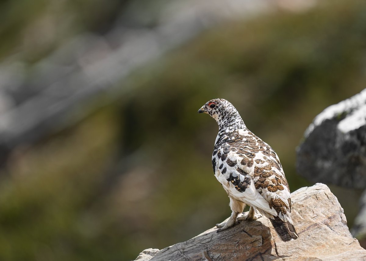 KamalaKyle's tweet photo. We love to visit, but damn, respect to White-tailed Ptarmigans for carving out an existence in the alpine!

#whitetailedptarmigan #lagopusleucura #ptarmigan #ptarmigans #hikealberta #albertahiking #hikingalberta #mybanff #explorebanff #banff #lakelouise #parkscanada #canadaparks https://t.co/7uW4eajV9Y