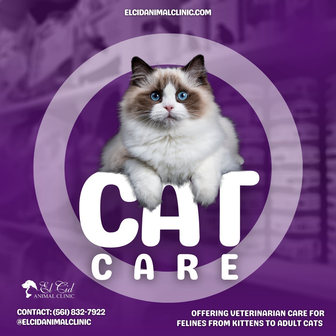 At El Cid Animal Clinic we offer veterinarian care for felines from kittens to adults. Schedule your cat's appointment today. 

🌐 elcidanimalclinic.com/services/cat-v…

#ElCidAnimalClinic #catcare #cathealth #veterinarian #vet #southflorida #dixiehwy #feline #kitten #healthypets