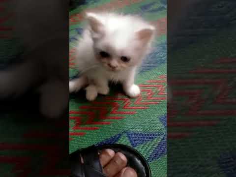 MeowMoeDotCom's tweet photo. Cutest baby cat || White cat | ...
https://t.co/eguq9vWi2S
#AwwAnimals #BabyCat #BabyCats #CatBaby #CatCompilation #CatPetCare https://t.co/TKbP62wiPW