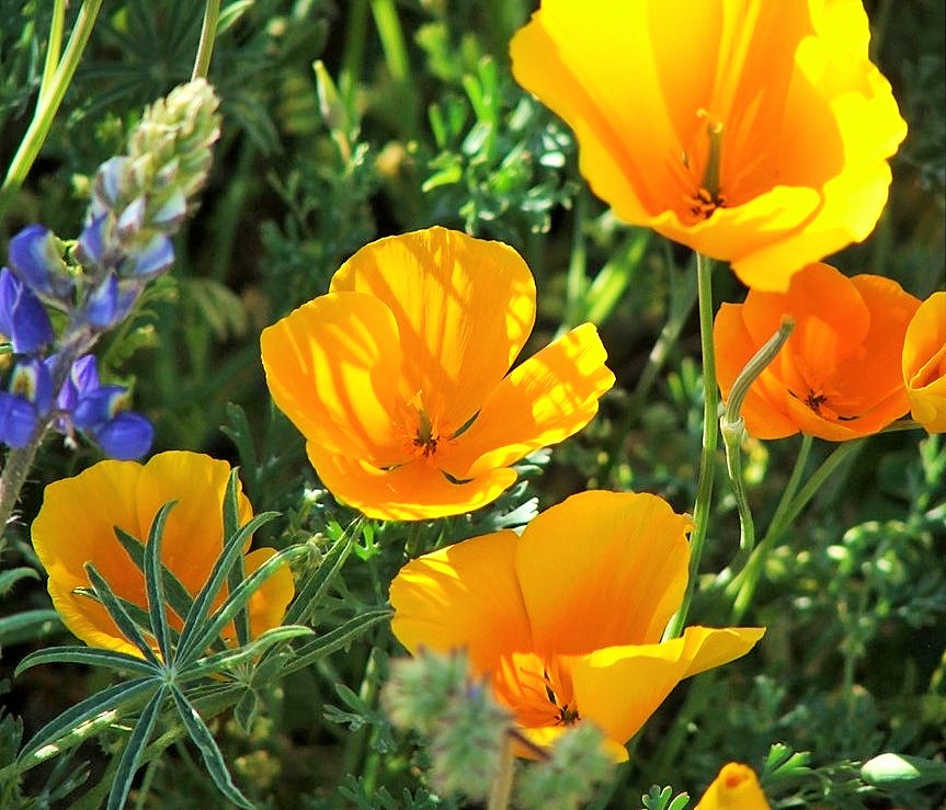 Mcomprender's tweet image. Happy Friday, everyone! Much love to you! 😘
#wildflowerFriday #greatvibes #weekendgroove