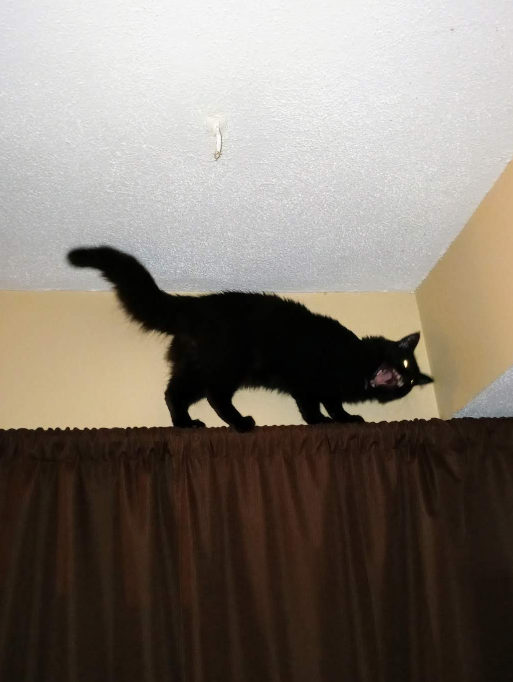 Goblin Moder tweet media