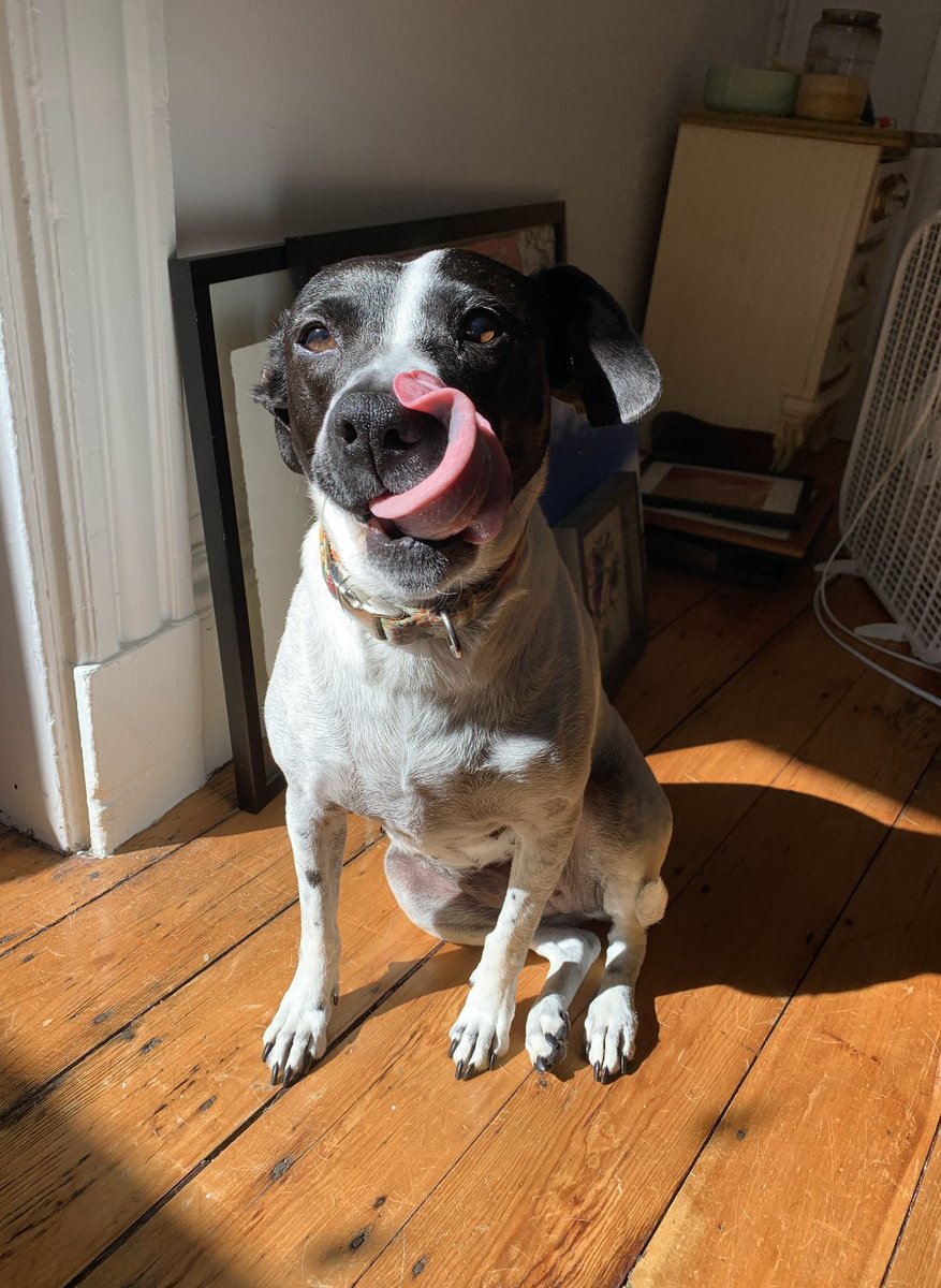 #EconTwitter intro and question: Hi, I'm Danielle, a PhD student at BU. I focus on econ history and education and have a nice dog. Do any of you fine folks know if the census of housing has been digitized? I'm specifically interested in county level housing prices from 1950-1975