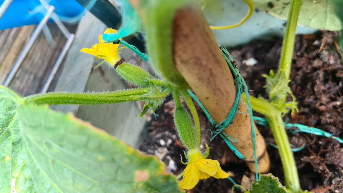 Well, this was a nice surprise when watering the garden tonight 

The cucumber plant I brought from ladybird nurseries, Snape, has some baby cucumbers on it....

Very exciting!

#growfoodforfree #growyourownway #growwithgyo #growthmindset #allotment #growyourown #allotments