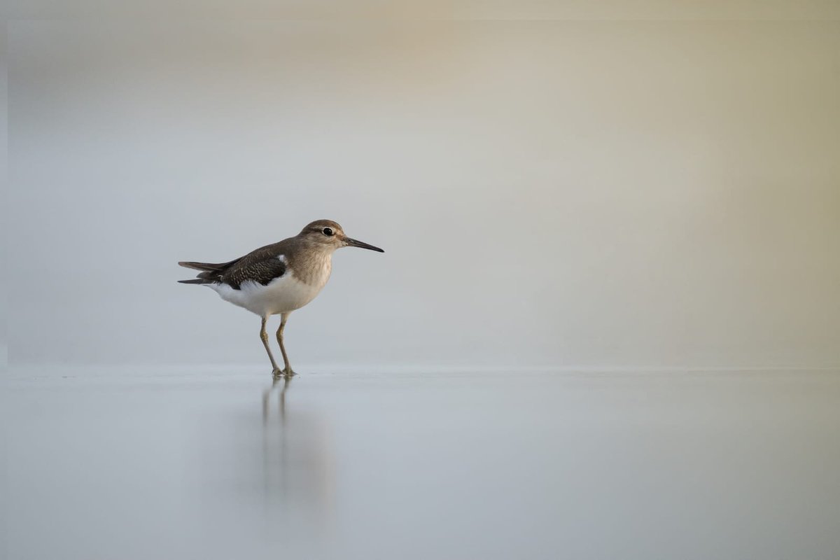 Avinash Rajendran (📸,💙💛) tweet media