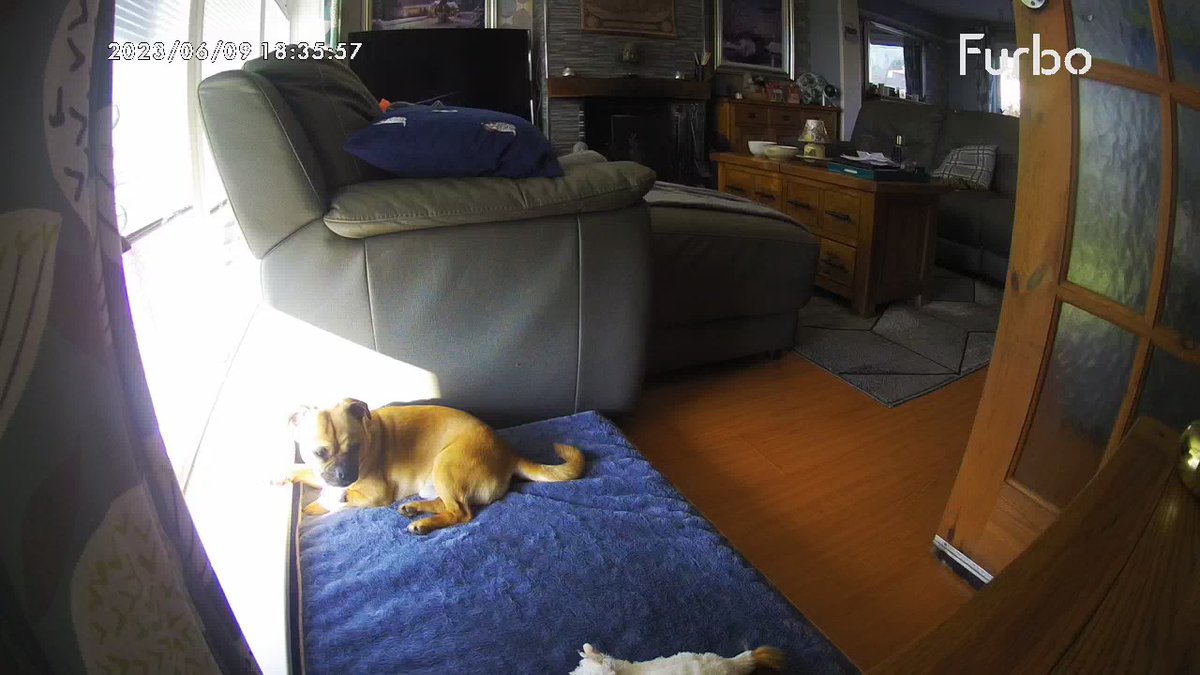 faerieshelly's tweet image. Cooper is waiting for his mammy but I still don't know when I'll get home 😭