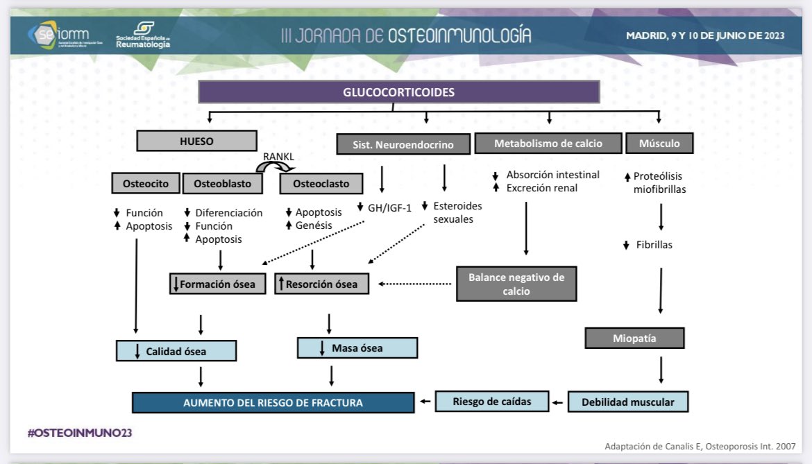 Esquema sencillo del efecto de los Glucocorticoides en el sistema músculo esquelético. Dra. H. Flórez #osteoinmuno23