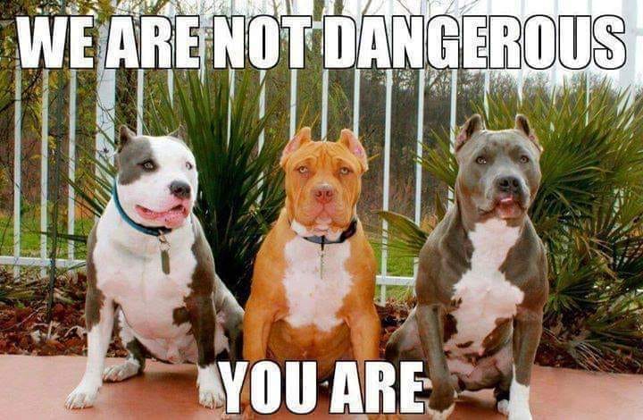 People need to learn Pit Bulls aren't bloodthirsty animals looking to rip your face off. Those animals are called...humans! The only dangerous breed that exists. Love, loyalty & courage is the true nature of the breed. All they want is to love & be loved just like you or me.