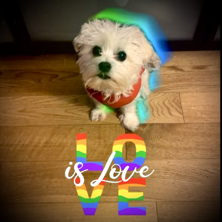 lynnjulian007's tweet photo. I want to wish all humans a
#happypridemonth2023
If you’re a lonely human,
& need more love…#getadog
#DrSmallzMakesHouseCalls
#HappyPride2023 🏳️🌈
Mom loves ME & I love her.👸🏻❤️🐶
I’m her #MedicalAlertServiceDog
We’re a #servicedogteam! #PTSDdog
#ptsdservicedog #medicalalertdog https://t.co/5COOJUMkDd
