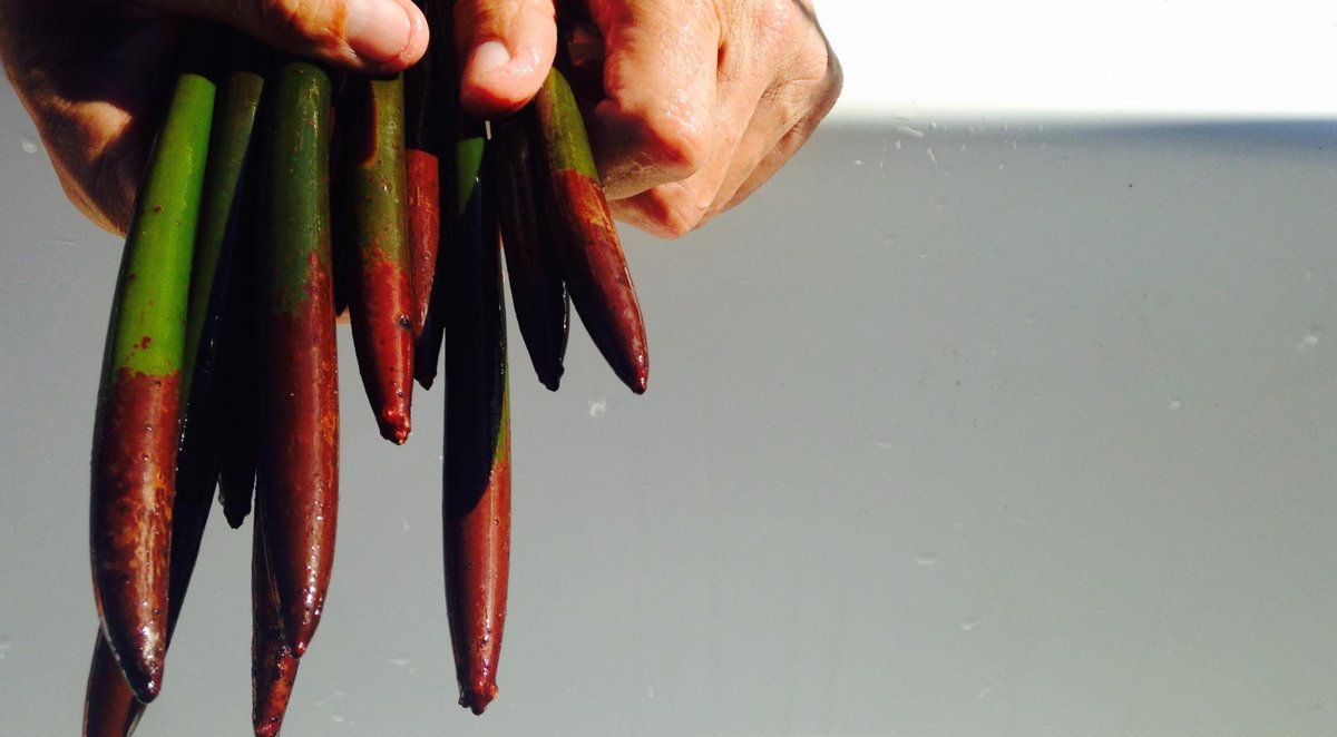 Mangrove propagules floating along with debris during ocean plastic recovery, tie our cleanup, mangrove, and coral protection, efforts together – As mangroves have been shown to lower ocean acidification in adjacent waters. #WetTribe #TidetotheOcean #Cleanup #Mangroves #Coral