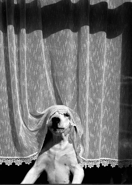 This #dog hasn’t had his evening walk and he's waiting patiently for the arrival of his long-awaited master. 
#Photo by Romualdas Rakauskas.
#internationaldogday #photography #vintage  
#blackandwhitephotography #photographer