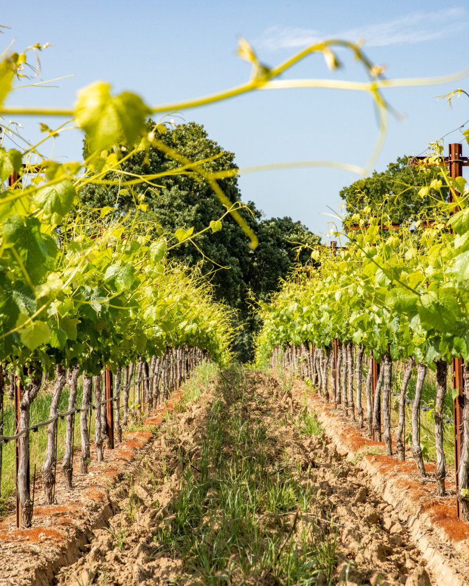 Just another day in the vineyards and just another day closer to the 2023 harvest season!🍇 Who's counting down the days with us?

bit.ly/3MW1PeQ

#elevenelevenwines #1111wines #makeyourmoment #napa