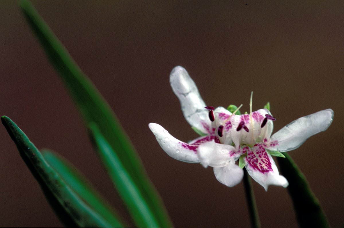 1/2 Voyez comment nous soutenons <a href="/ParcMilleIles/">Parc Mille Îles</a> et son projet visant à protéger et restaurer l’habitat de plusieurs #EspècesEnPéril présentes dans la région métropolitaine de Montréal: ow.ly/CqyE50OKzL4