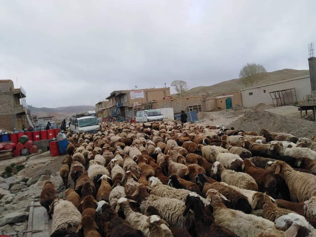 RasikhMahdi's tweet photo. کوچی‌های مسلح به هدف کوچ اجباری مردم محل، دست به آزار و اذیت و شکنجه مردم میزنند
از مناطق مختلف ولایات مرکزی گزارش‌های وجود دارد که کوچی ها با حمایت طالبان مردم هزاره‌ را وادار به ترک محل میکنند
در اکثر مناطق کوچی‌ها در اطراف مکاتب خیمه زده و سگ‌های وحشی آنان مانع حضور اطفال به مکاتب میشوند.
مردم محل توان و اجازه محافظت از خانه، زراعت و حریم خود را نداشته و کوچی‌ها با پشتیبانی طالبان، آزادنه کشت و زراعت را می‌چرانند و مردم محل را مورد اذیت قرار می‌دهند
این مرد در مرکز بهسود قریه سنگ شانده توسط کوچی‌ها مجروح شده است.