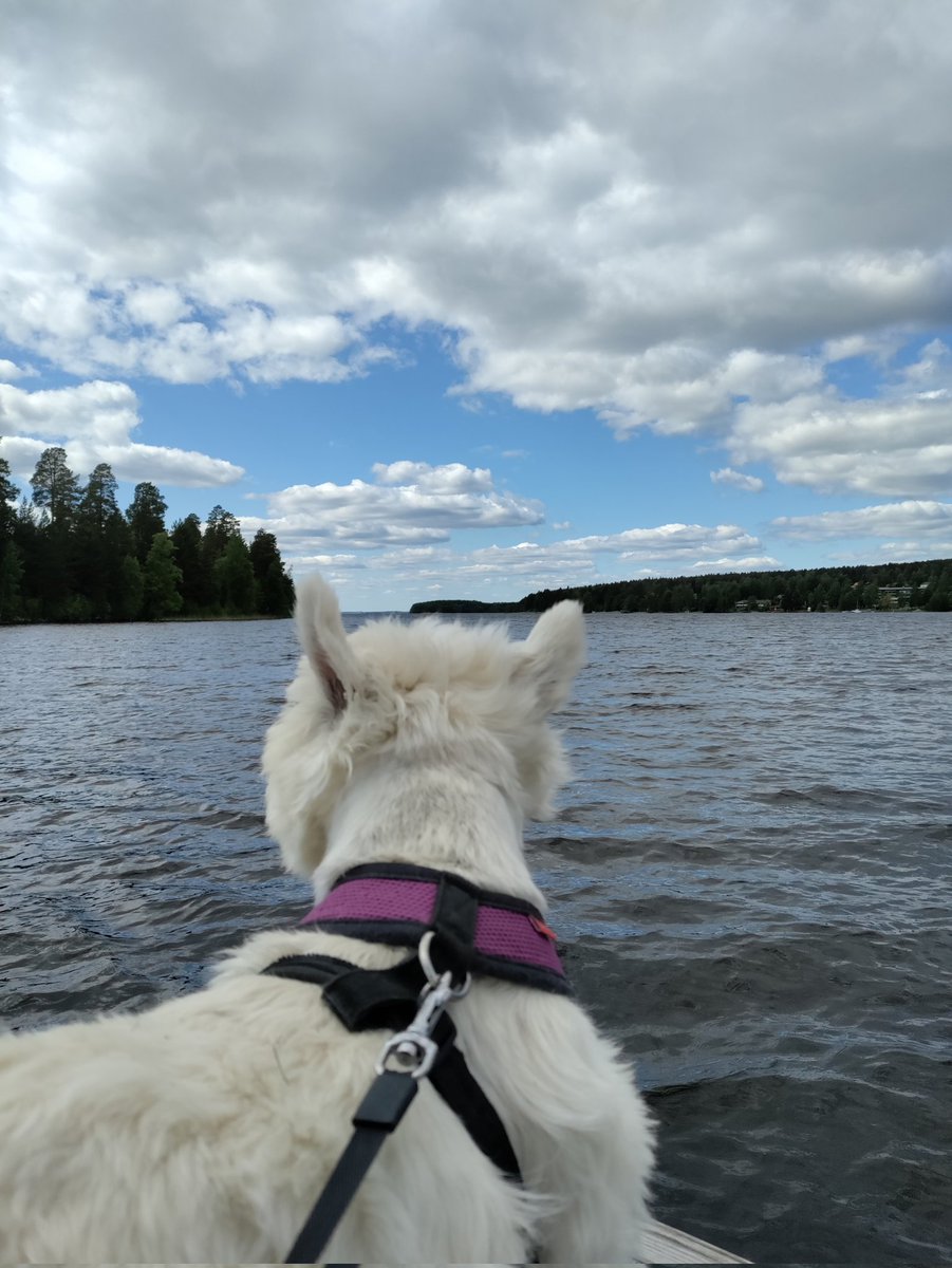 SimoWestie's tweet photo. summer holidays has started, on the way to #Simojoki. walking on the pier at #Viitasaari. Finland, the land of a thousands  lakes. halfway,  4-5 hours left by car https://t.co/jewOi93qRB