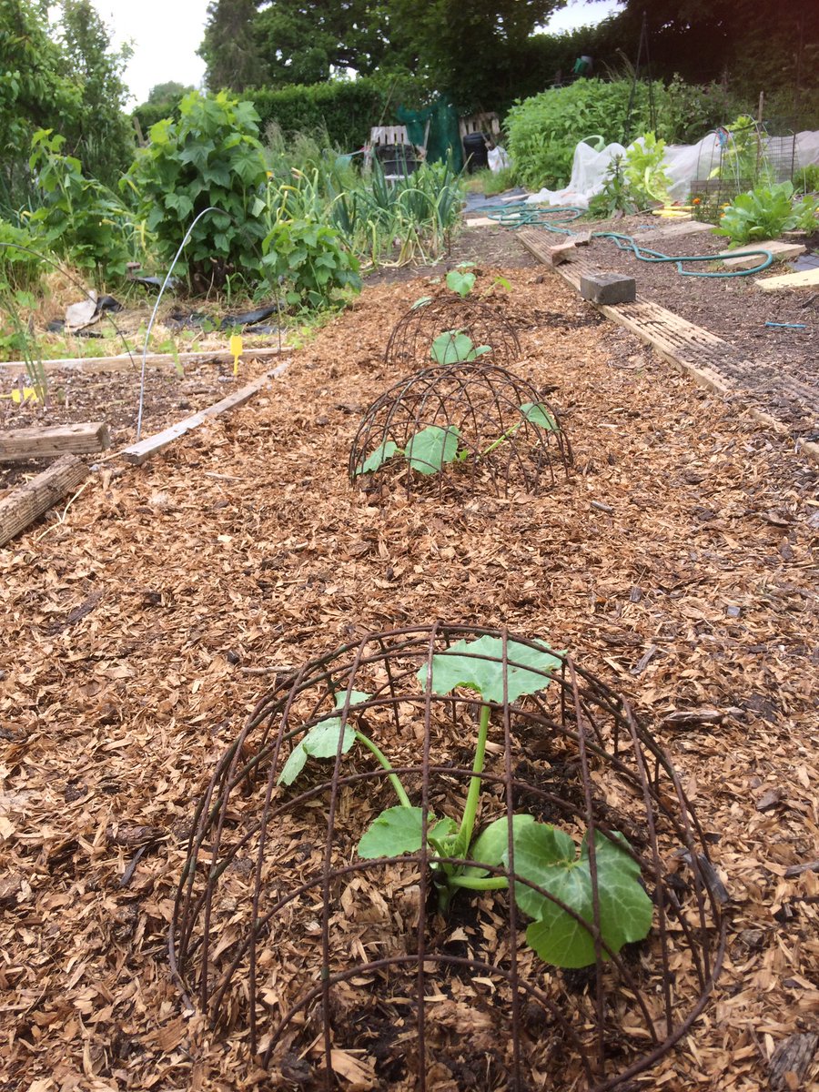 @ClairePritchet5 @MikeGiverin @charlesdowding If the stable waste is fairly newly laid/very woody at planting time, I create a hole put some decent compost into it before transplanting my plants.  Here’s an example of planting courgettes using this method.  I have put old hanging baskets over these new plants to deter foxes.