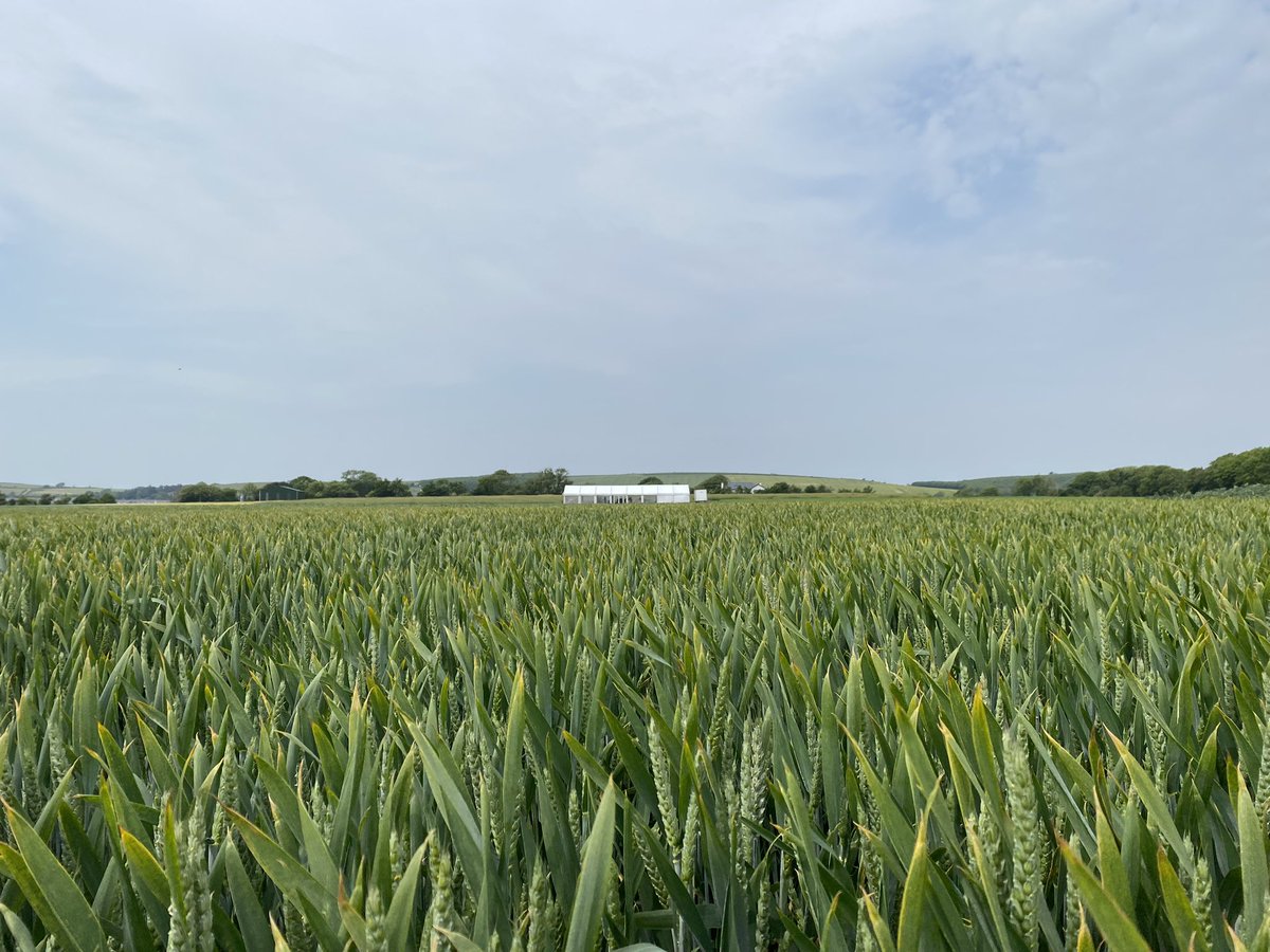 John_Dunne_'s tweet photo. Preparations under way for a series of Goldcrop Open Days over the next two weeks, we’d be delighted to see you at one of our events. Please contact Goldcrop to book your place 021-4882800 🌞🌾🌞 https://t.co/3AfgaGmW2U