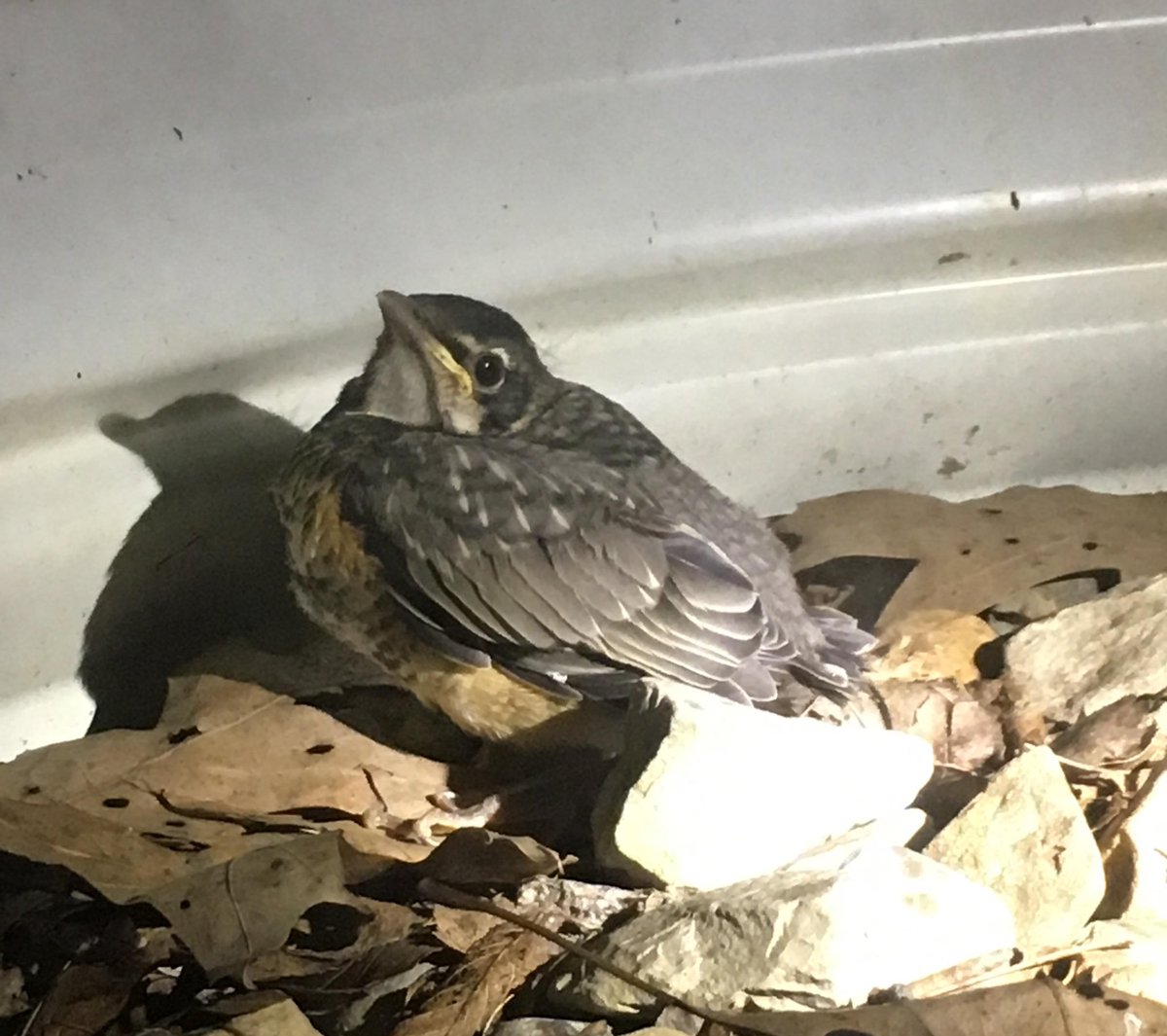 Many birds are finishing their nesting, which means you’re likely to see fledglings (flightless young birds) wandering and being fed by their parents. You can help fledglings to survive by keeping pets 🐶🐱 leashed while outside and checking uncovered stairwells and window wells