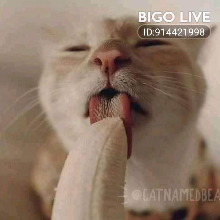 MemboyC's tweet image. Come to chat in my LIVE room and earn bonus! New users or returning users fill in my invitation code 5546416850 and 
slink.bigovideo.tv/3vusaz