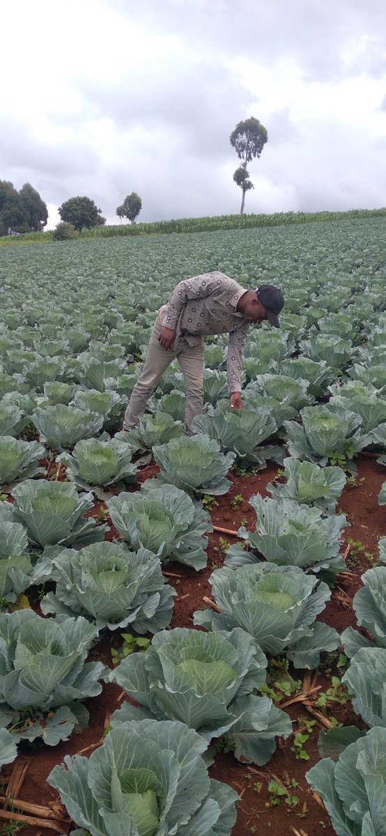 Planted with Yara Miller power  Sprayed with Yara Vita CROP BOOST  <a href="/yarakenya/">YaraKenya</a> #MboleaNiyara