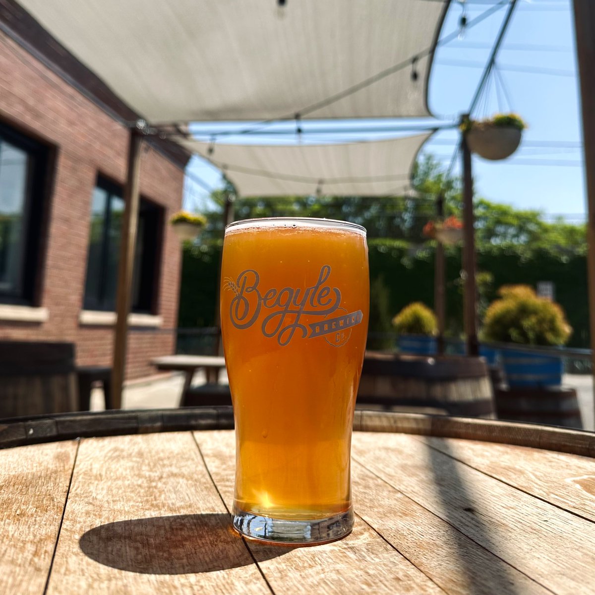 BegyleBrewing's tweet photo. 🍊Blood Orange Blonde🍊

Psst… we made exactly one keg of this beauty!  

Now available • Draft only • 5.4% Blonde Ale with blood oranges https://t.co/MjrtDh6xrL