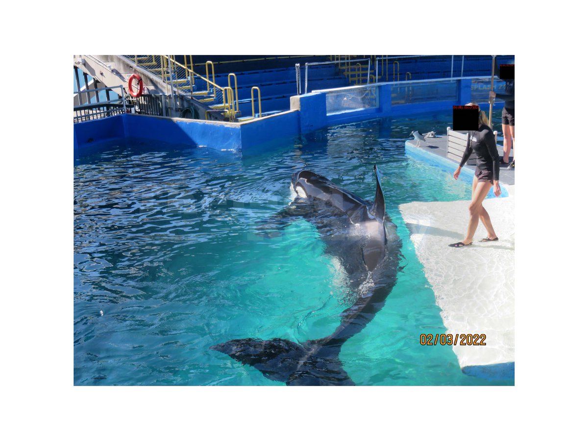New information on Miami #Seaquarium and its lone #orca via FOIA requests and other sources
themedreality.com/2023/06/09/ret…