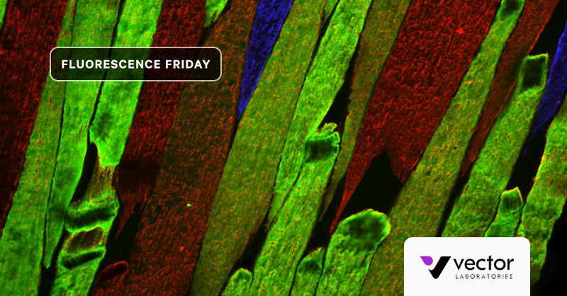 #FluorescenceFriday 👩‍🔬🔬 Triple label immunofluorescence for fiber-typing of equine skeletal muscle. Imaged using VECTASHIELD® PLUS Antifade Mounting Medium &amp; Bovine Serum Albumin, Immunohistochemical Grade. 📸 Keri Gardner, Michigan State University 🔗 ow.ly/yTNR50OHmL6
