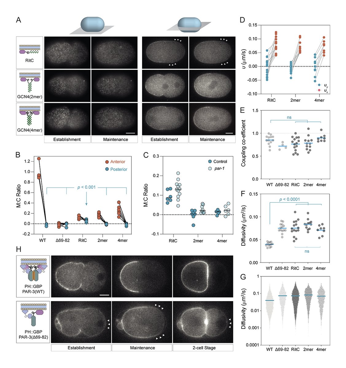 Journal of Cell Biology (@jcellbiol) on Twitter photo Design principles for selective polarization of PAR proteins by cortical flows. A new study from Rukshala Illukkumbura @rukshala_i, Nathan Goehring <a href="/goehring_lab/">Goehring Lab</a> and colleagues <a href="/TheCrick/">The Francis Crick Institute</a> <a href="/ImperialSci/">Imperial Science</a>: bit.ly/42pazjg
#Development #Biophysics #Cytoskeleton #Polarity Design principles for selective polarization of PAR proteins by cortical flows. A new study from Rukshala Illukkumbura @rukshala_i, Nathan Goehring <a href="/goehring_lab/">Goehring Lab</a> and colleagues <a href="/TheCrick/">The Francis Crick Institute</a> <a href="/ImperialSci/">Imperial Science</a>: bit.ly/42pazjg
#Development #Biophysics #Cytoskeleton #Polarity