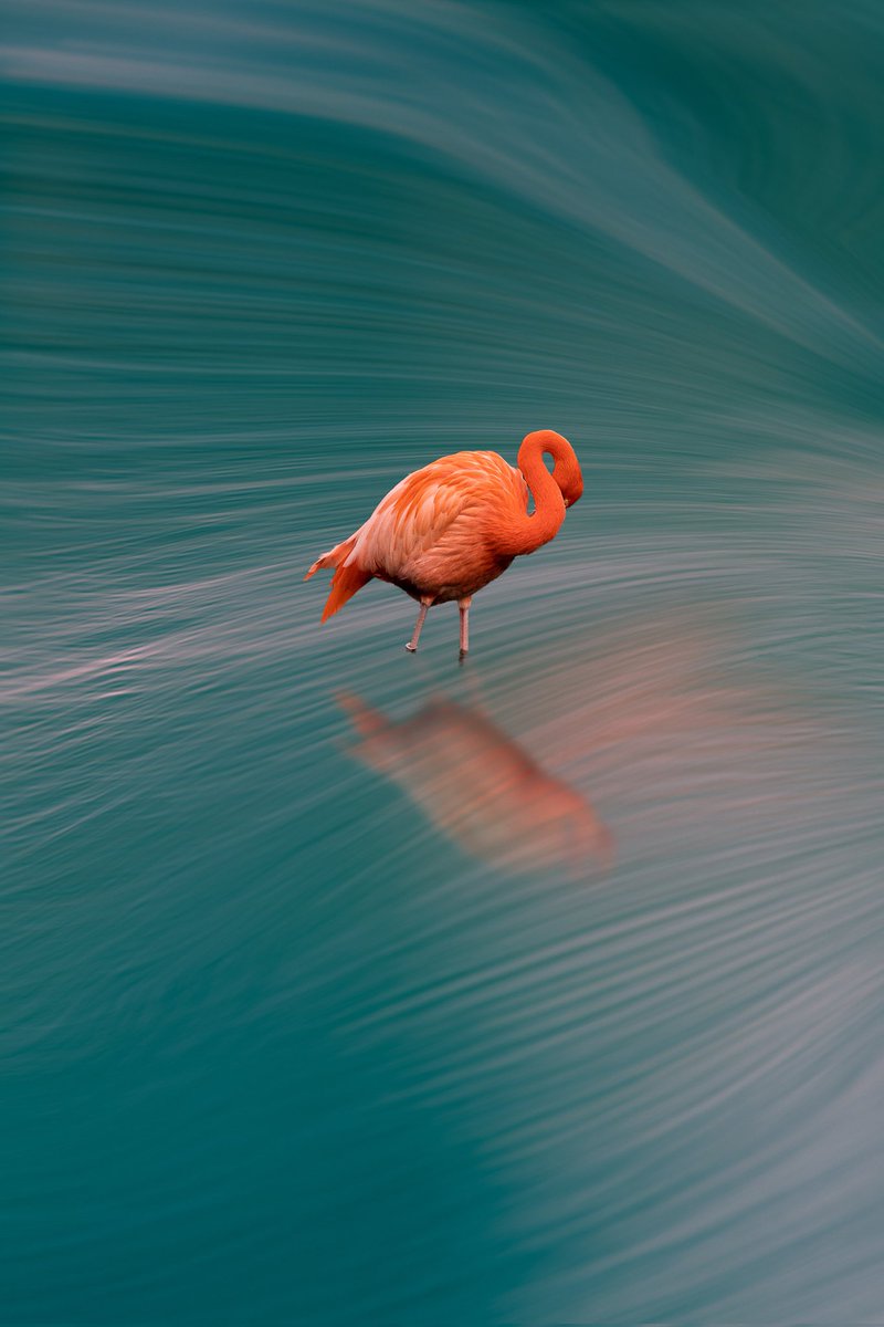 The Pink Feather

#photography #photo #photooftheday #SonyAlpha #sonya7iii #photoshop  #art #visualart #creative #fineartphotography  #photographerlife #artisticexpression #Abstract
#fineart #abstractart #fineartphoto #flamingo #photoshop #photoshopediting #abstractartwork