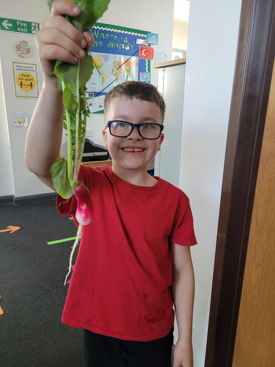 While watering the plants, we noticed the radishes were ready to be eaten. We were impressed with the size of this one! #VoyageGreenPromise #KnowMoreGrowMore @GosbertonAcad