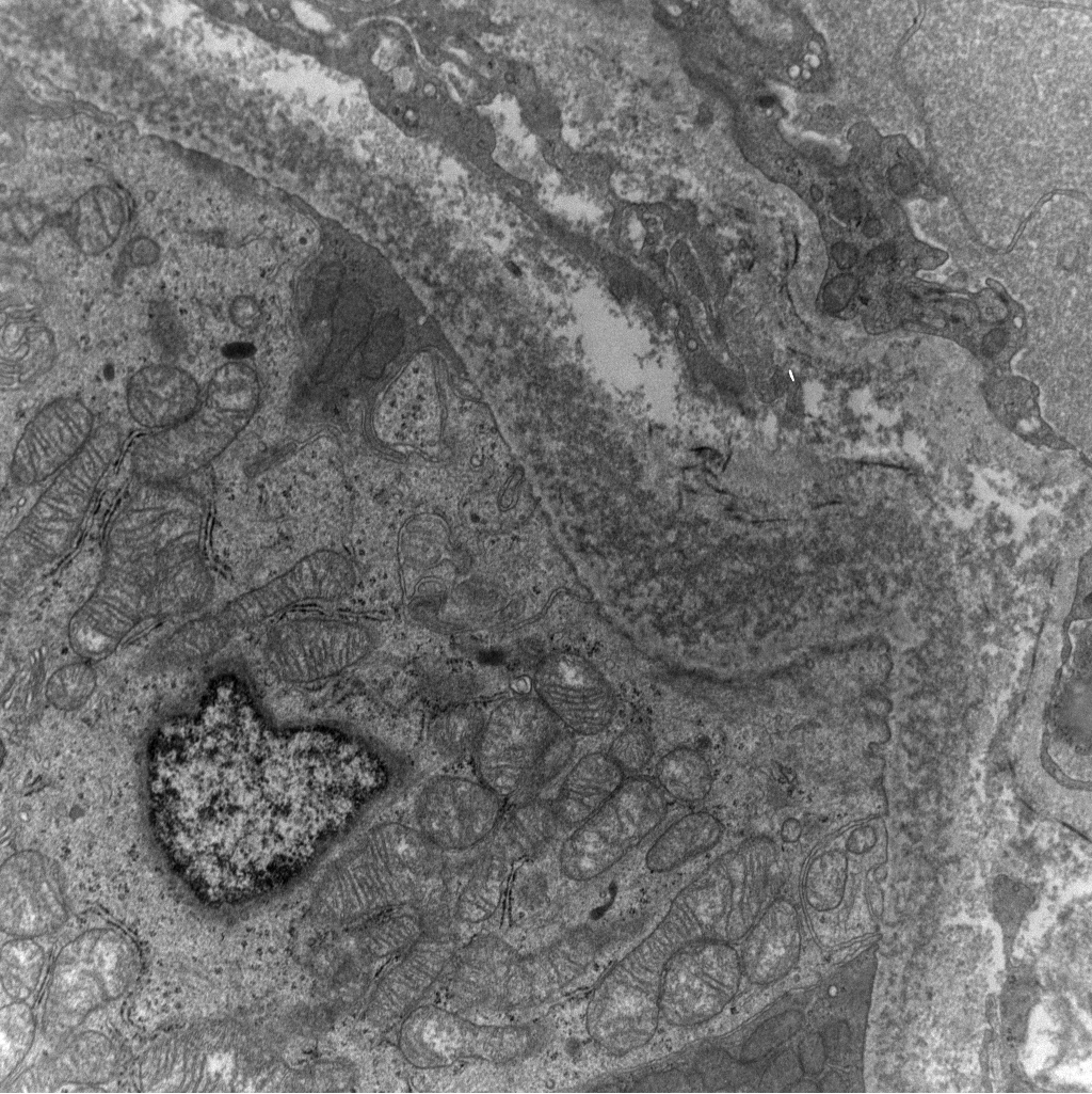 Kuang-Yu Jen, MD, PhD tweet media