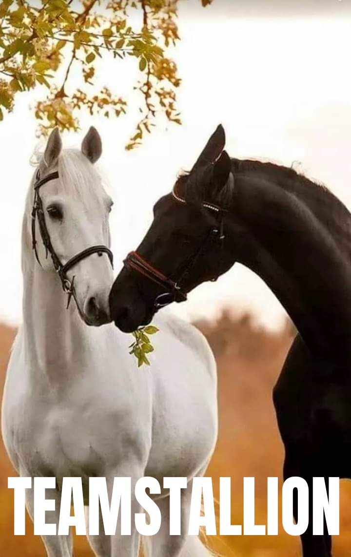 #TEAMSTALLION
@italianostyle2
@MarEthr
@AbidinBoryta
@_lawonder
@Luisa1E
@Wrix2
@HD_B358
@electwave_music
@monicampon
@FlorMeninnaa
@GoodEv3rythings
@SantosNer2
@Siogo61
@nc_1003
@KingDanDrive
@louzival2011
@FollowT99
@lumpie125
@SOBATSETIA_NKRI
@ME_1b
@Nathyan1997
@Lola_lolita06