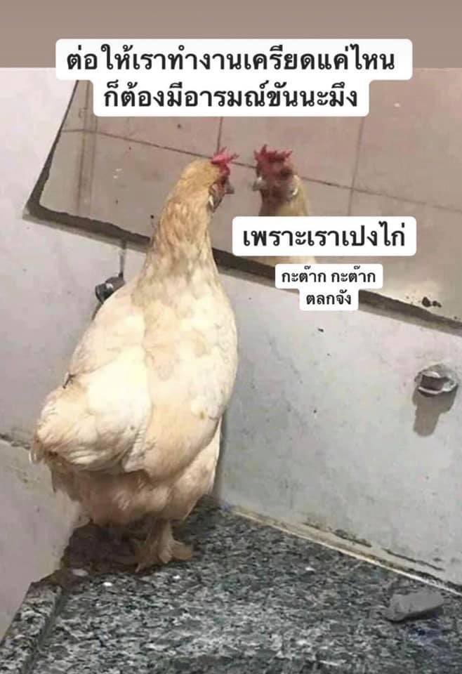 <a href="/nongmharek/">น้องเต๋ย</a>