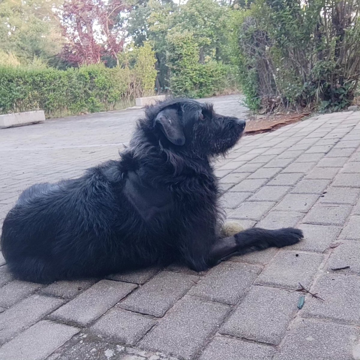 Maria_San_Pedro's tweet photo. Agotada nivel máximo, yo, ella no. 🐕
Pero felices en el modo campo, después de tanto tiempo.
#telma #modocampo https://t.co/MJyTSlmLT0