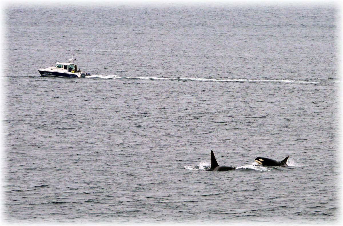 jeffrey_ventre's tweet photo. Countdown to #Superpod8 - Here’s a personal land based photo from #Superpod4 #SouthernResidents #WhalePartyCentral @SuperPodInfo #SanJuanIsland WA USA https://t.co/DcKxgk27qA