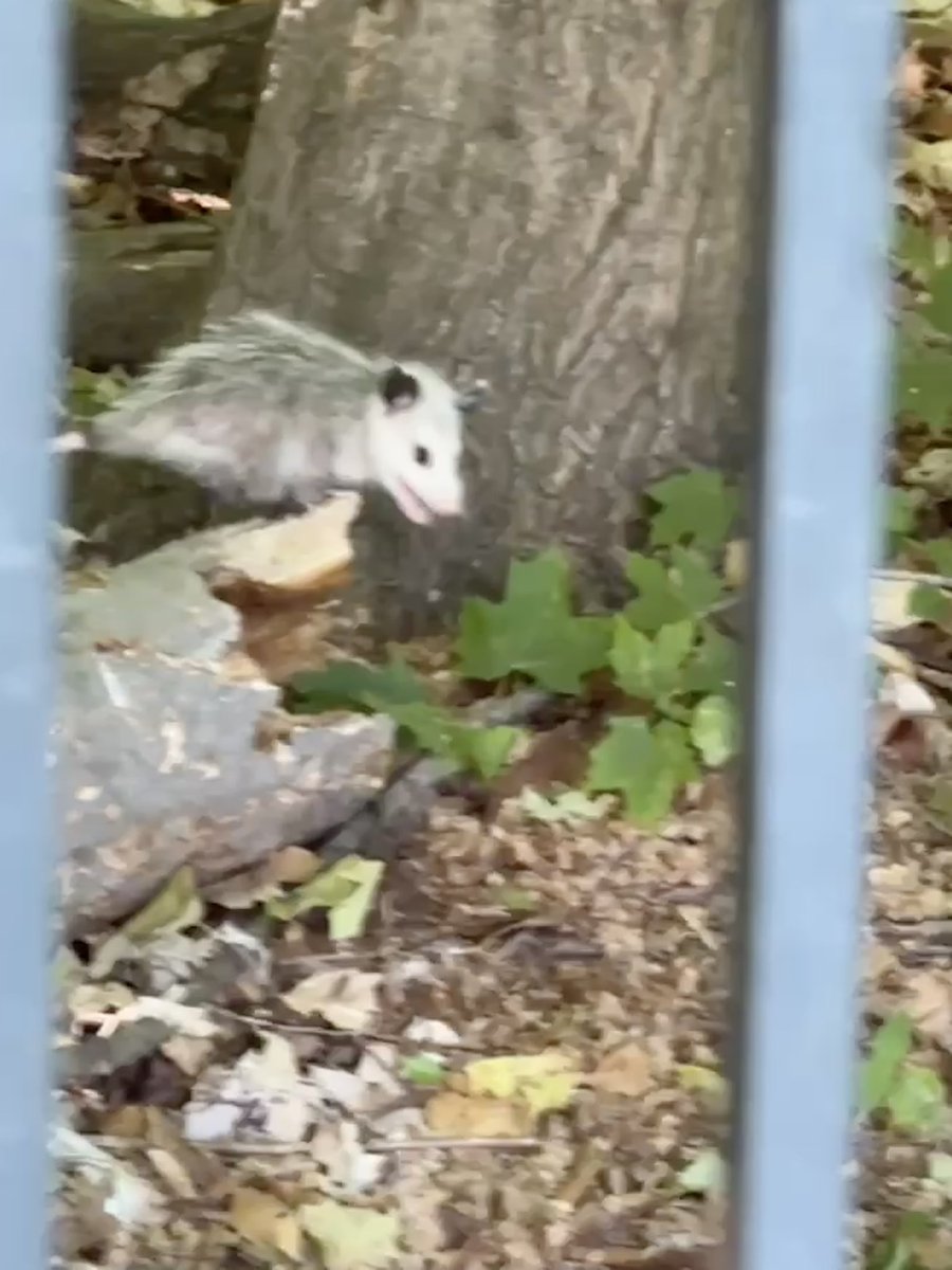 Ramewin's tweet photo. I JUST SAW A BABY POSSUM AND STARTED CRYING. HE WAS SO LITTLE I LOVE HIM. I WANT TO HOLD HIM SO BAD https://t.co/0d6GUfOeFP