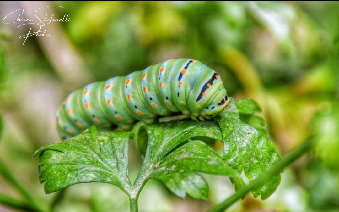 C18Chic's tweet photo. #nikonphotography #photography #fotografia  #nikonphoto #passion #nikonitalia #nikonD3500 #D3500  #nikonItaly #PicOfTheDay #love #nature #nikon #NaturePhotography #macro #Bruco #caterpillar #macaone #butterfly #farfalla #farfallamacaone #macrophotography https://t.co/BZ1yiaFiKg