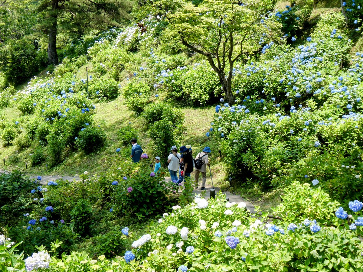 紫陽花園にて

舞鶴文化園の紫陽花園です。