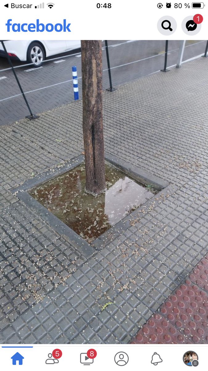 Rogamos al <a href="/AytoCamas/">Ayuntamiento Camas</a> que retiren el cemento que los albañiles de las recientes obras del Boulevard y adyacentes , han arrojado en los alcorques <a href="/MejoremosCamas/">Mejoremos Camas</a>