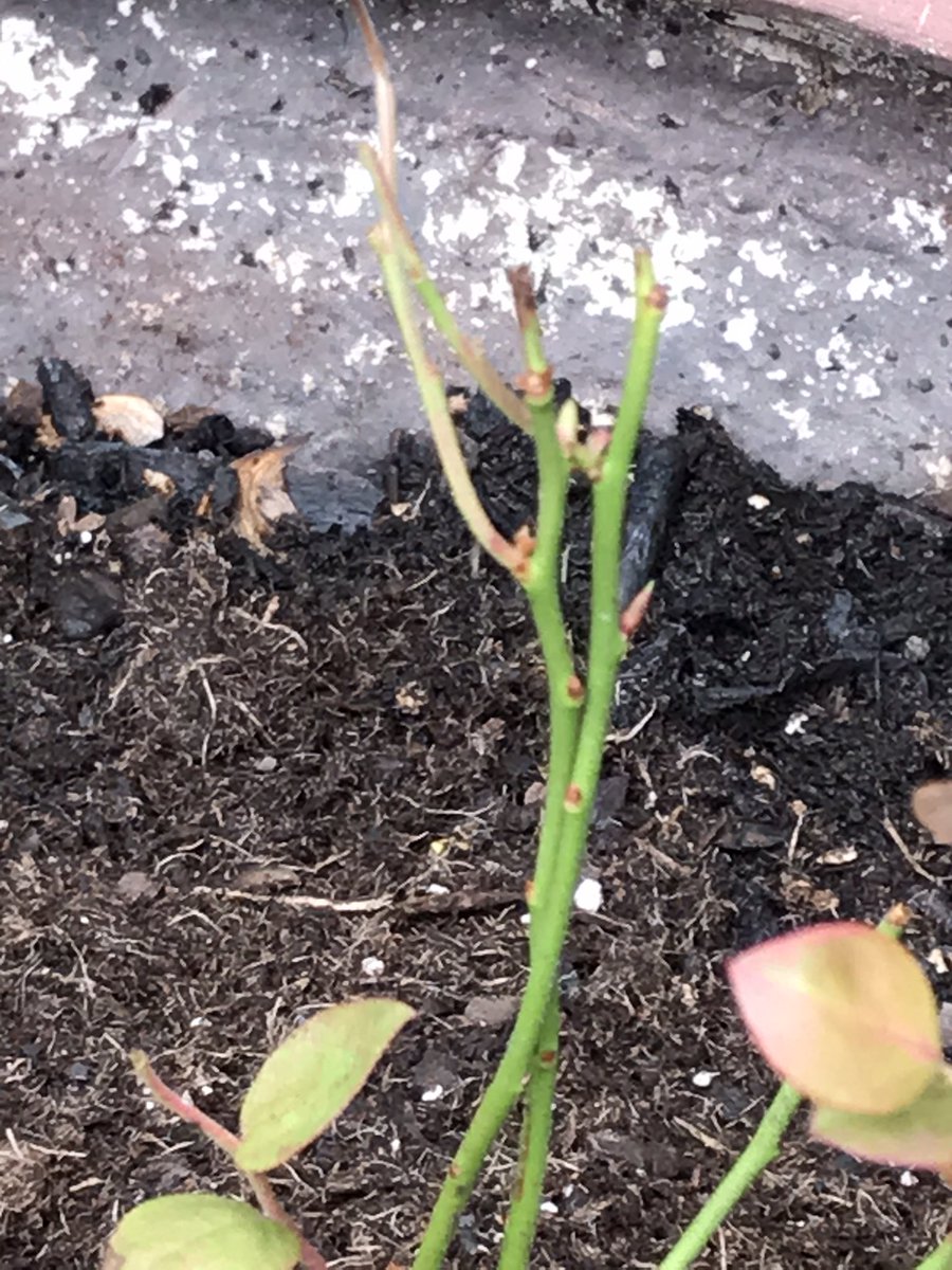 🌱Dig, Bitch, Dig - digbitchdig.wordpress.com tweet media