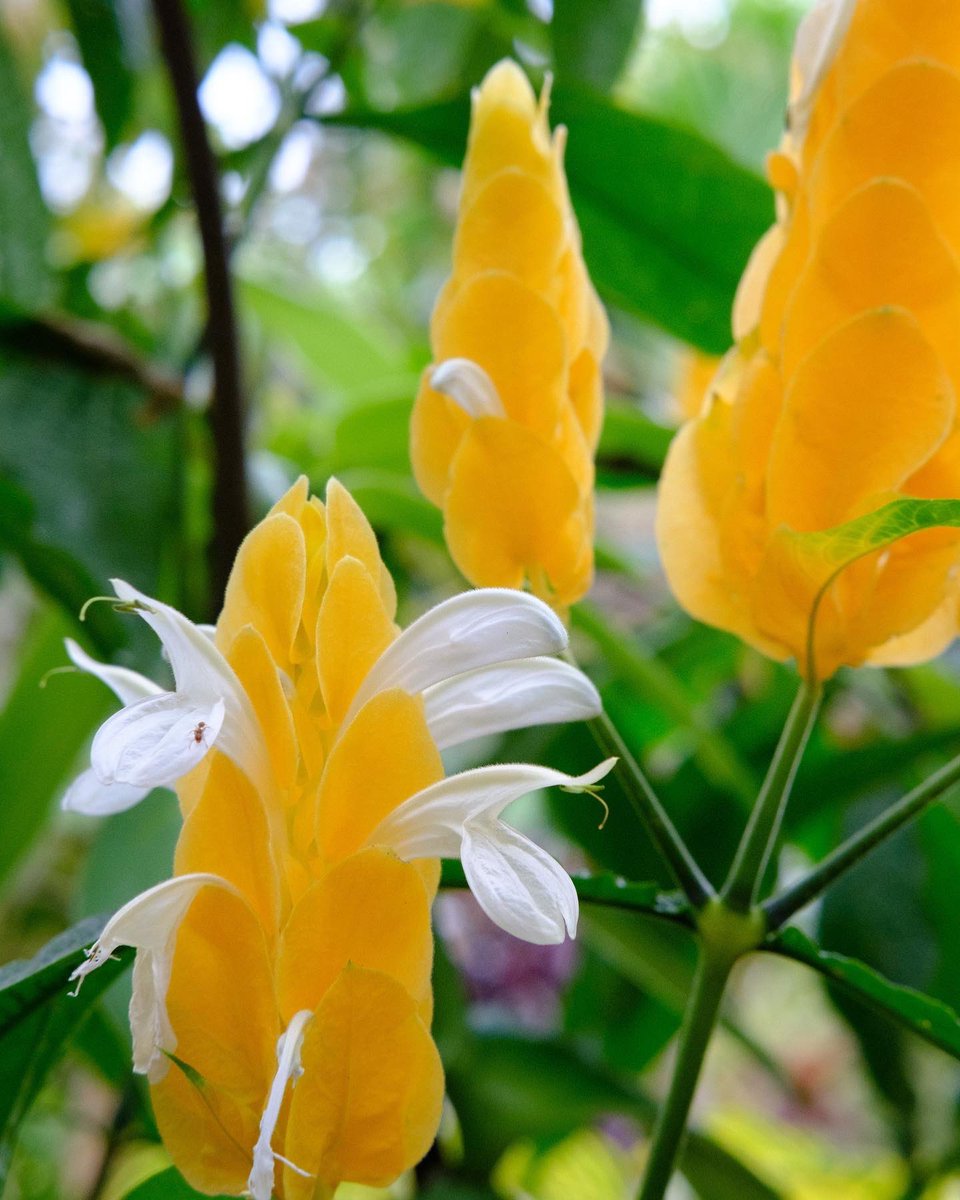 Michael Archambault tweet media