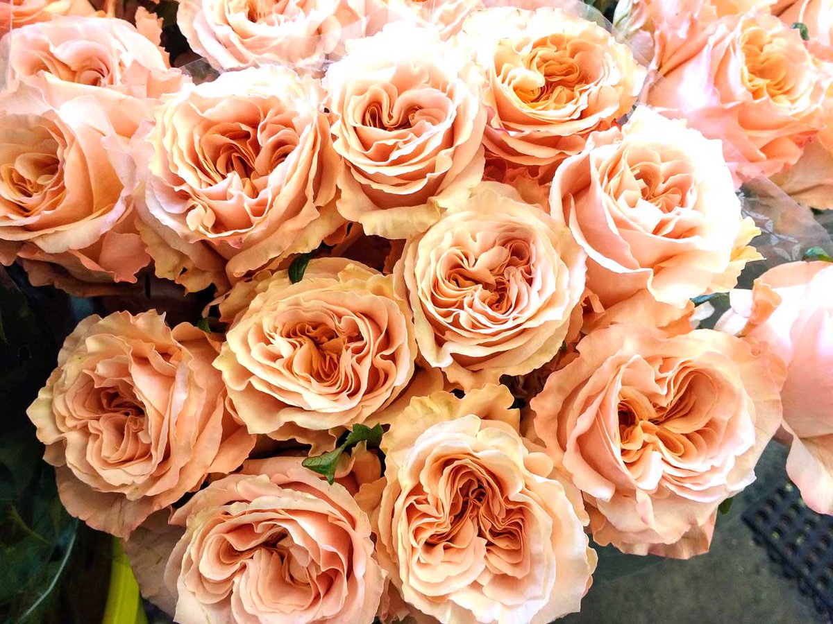 Looking for a dynamite peach rose? Try "Shimmer" from our friends at #RosaPrima #MKEFlowerMarket