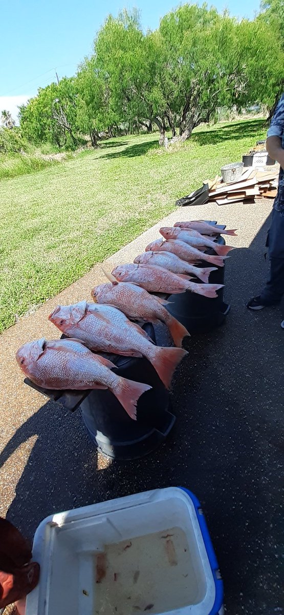 SteveQualia's tweet photo. Caught our limit of Red snapper in Federal waters yesterday.  There were about four boats in my secret spot, and six others within half a mile.  Did not catch anything for three hours, and then the bite was on. All caught in 30 min and released two sharks. https://t.co/NyFY3WVv2T