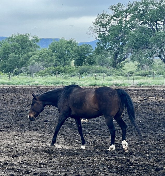 1 pic. I forgot to get better photos before she took off and joined the herd but I guess I’m leasing