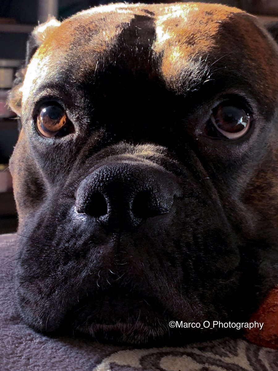#jck🐾❤️ #boxerdogs #photography #dogdad