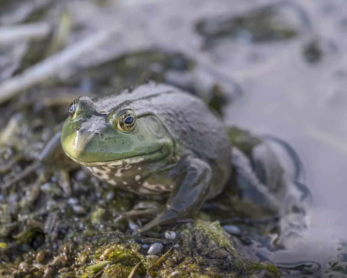 U.S. Fish and Wildlife Service tweet media