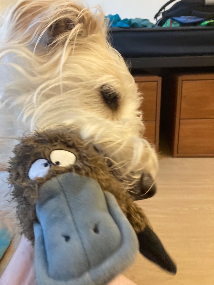 Told Tizzy I was sad and he brought me his stuffed platypus.