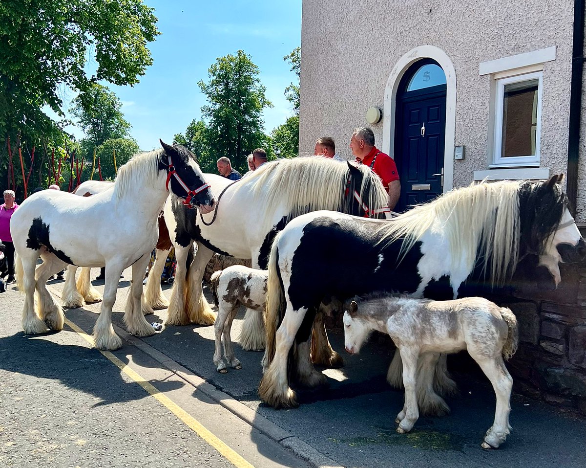 Feather legged cobs with foals to foot in #Appleby.

Every horse we saw today was in good condition, cared for and well watered. Plenty of veterinary, farrier and #RSPCA presence evident both on #FairHill and down by the river. 

@ThePhotoHour @ApplebyFair @gazettenewsdesk